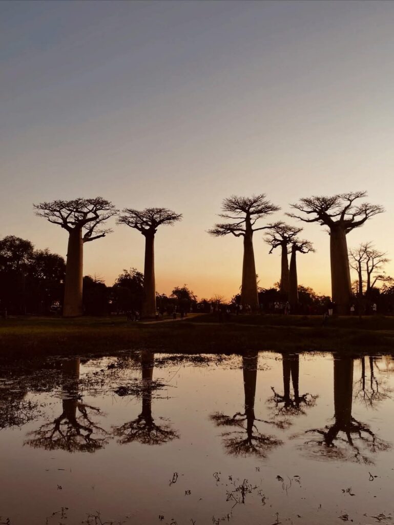 baobabs allee