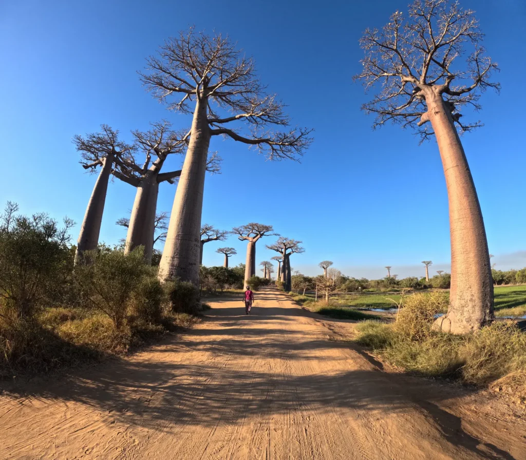 baobabs